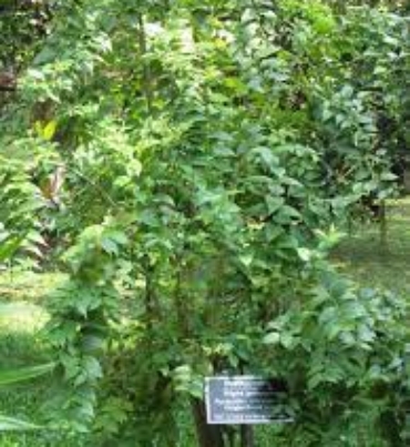 NYCTANTHES-ABORTRISTIS-trees