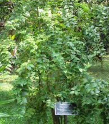 NYCTANTHES-ABORTRISTIS-trees