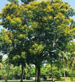PELTOPHORUM-FERRUGIONUM-trees