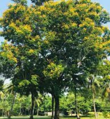 PELTOPHORUM-FERRUGIONUM-trees