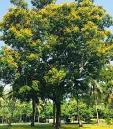 PELTOPHORUM-FERRUGIONUM-trees