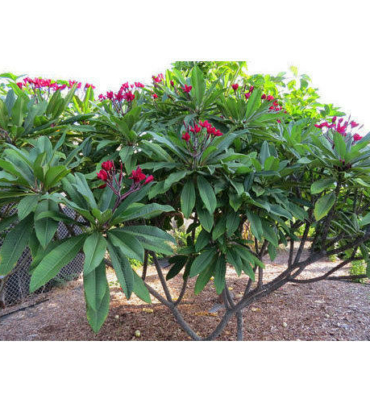 PLUMERIA-RUBRA-trees