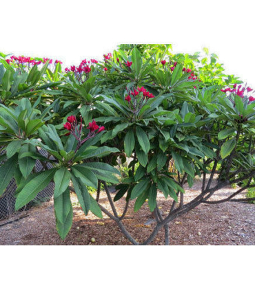 PLUMERIA-RUBRA-trees