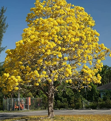 Tabebuia-aregntia-trees