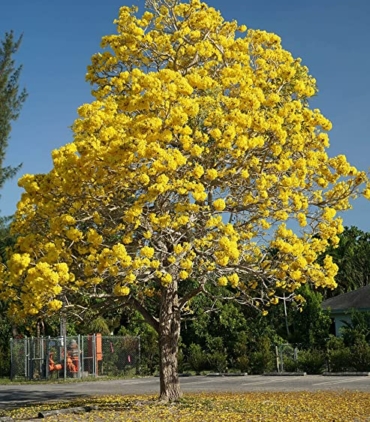 Tabebuia-aregntia-trees