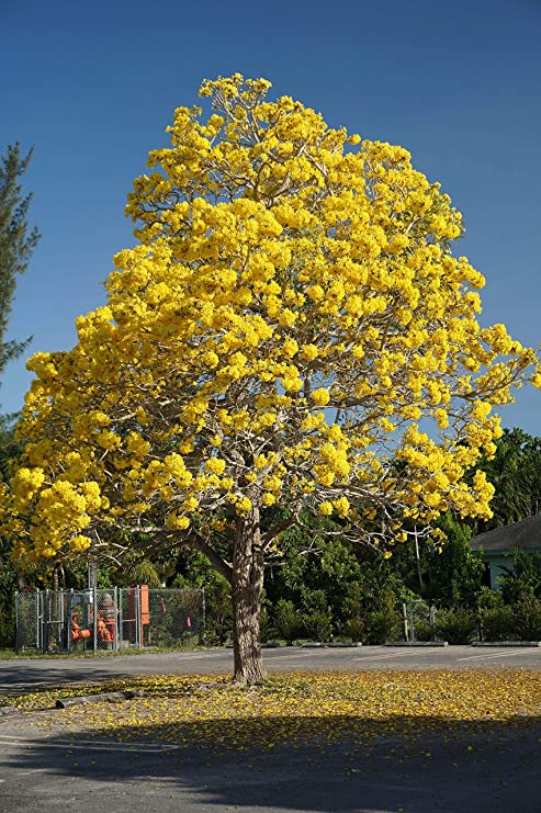 Tabebuia-aregntia-trees