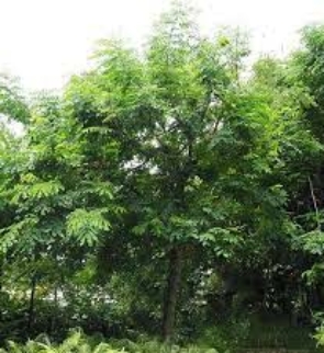 adenanthera-parvifolia-trees