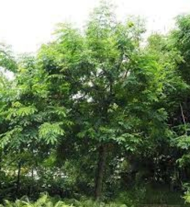 adenanthera-parvifolia-trees