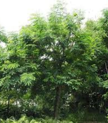 adenanthera-parvifolia-trees