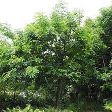 adenanthera-parvifolia-trees