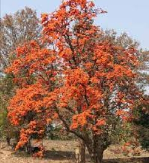 butea-monosperma-trees