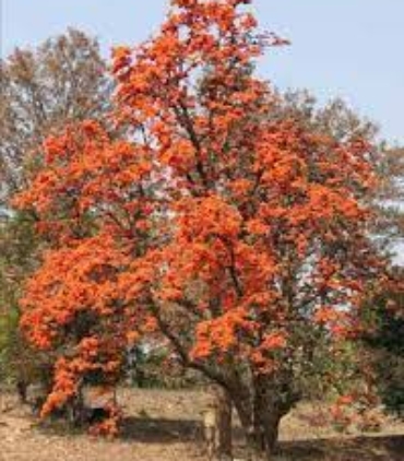 butea-monosperma-trees