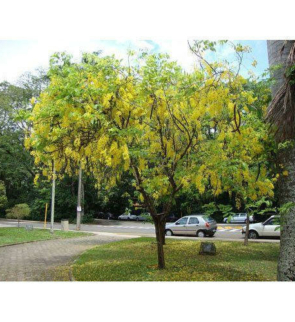 cassia-fistula-tree