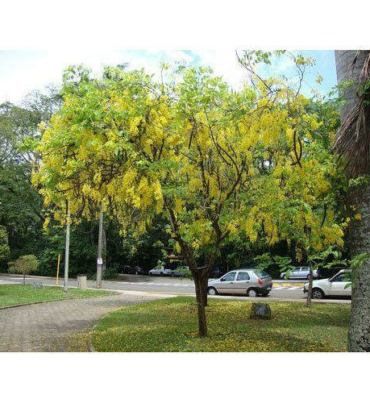 cassia-fistula-tree