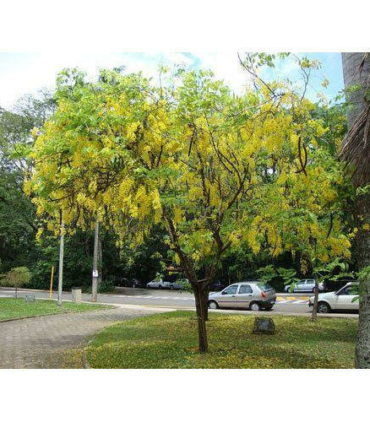 cassia-fistula-tree