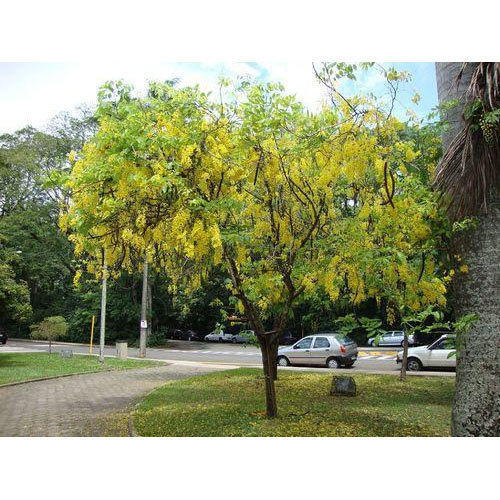 cassia-fistula-tree
