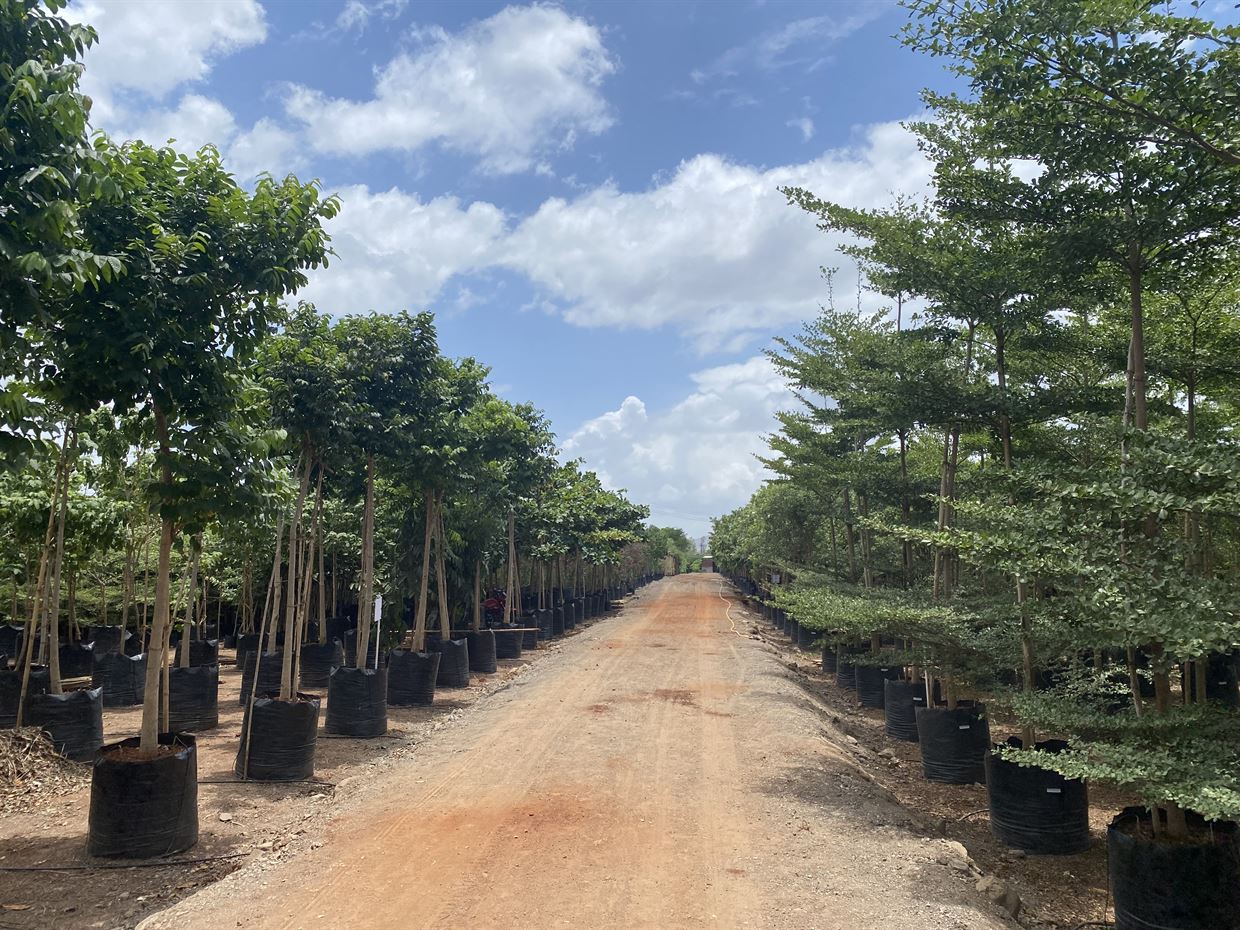 Plant Nursery