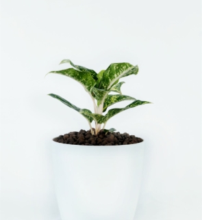 Aglaonema_Manila_Beauty_1