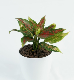 Aglaonema_anymanee_1