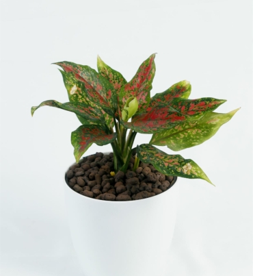 Aglaonema_anymanee_1
