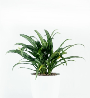 Aglaonema_cutlass_1