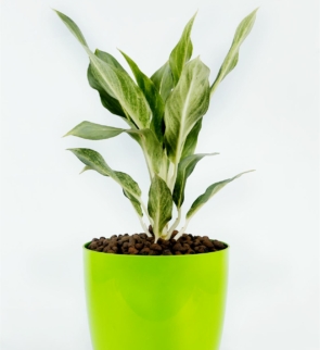 Aglaonema_ghost_1