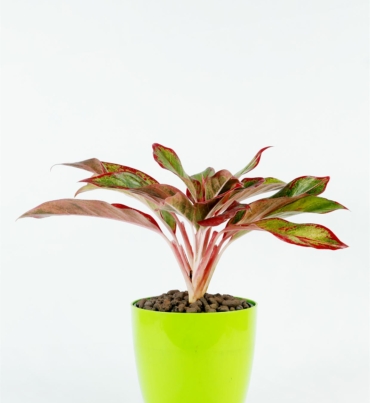 Aglaonema_red_1
