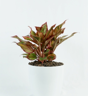 Aglaonema_red_lipstick_1