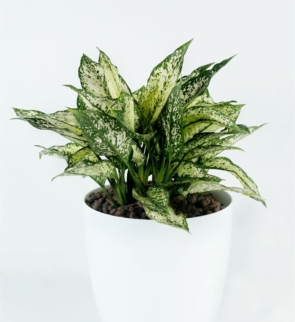 Aglonema Snow white_1