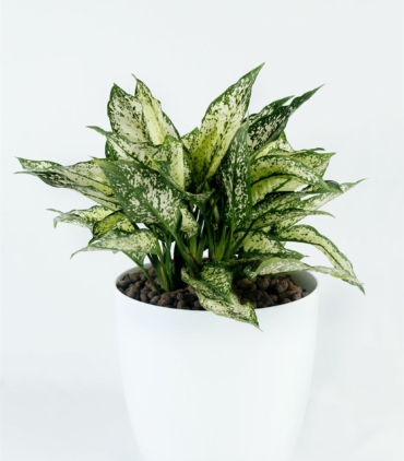 Aglonema Snow white_1