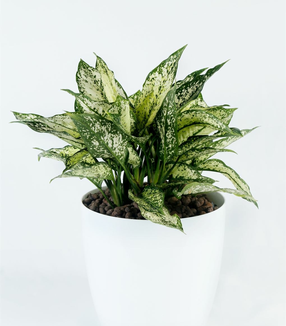 Aglonema Snow white_1
