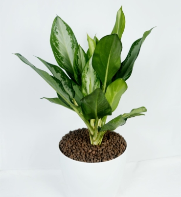 Aglonema_emerald_bay_1