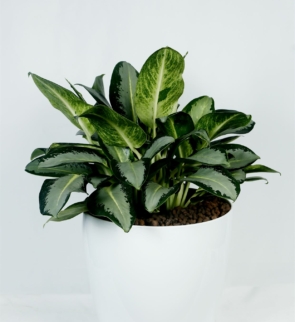 Aglonema_leprechaun_1