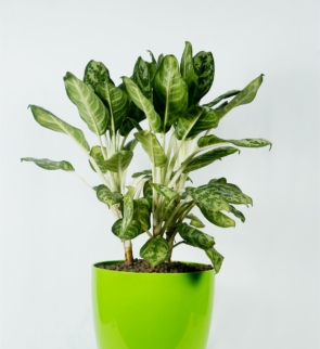Aglonema_romeo_1