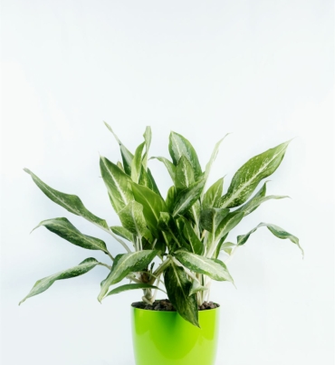 Aglonema_white_rain_1