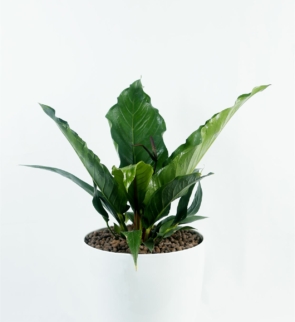 Anthurium_jungle_king_1