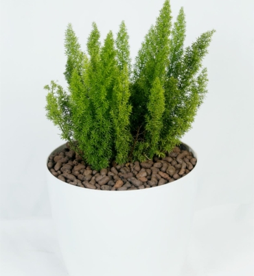 Asparagus_setaceus_1
