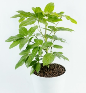 Brassica_golden_1