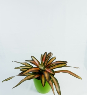 Bromeliad_neoregelia_1