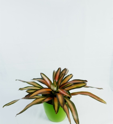 Bromeliad_neoregelia_1