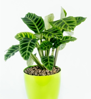 Calathea_Zebrina_1
