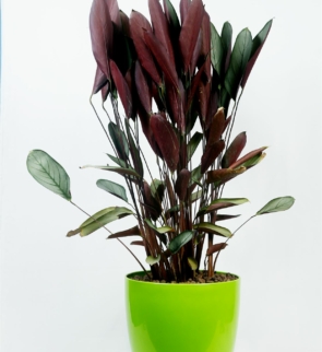 Calathea_grey_star_1