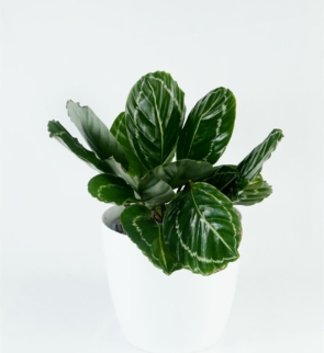 Calathea_jungle_green_1