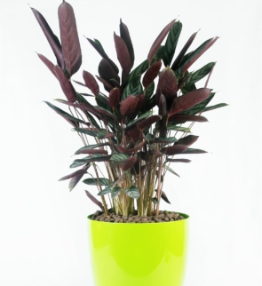 Calathea_purple_1
