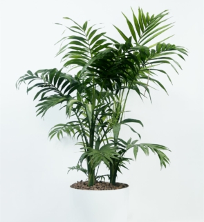 Chamaedorea_cataractarum_1