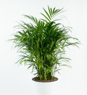 Chamaedorea_elegans_1