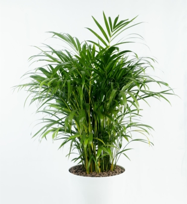 Chamaedorea_elegans_1