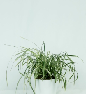 Chlorophytum_comosum_1