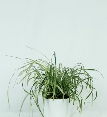 Chlorophytum_comosum_1