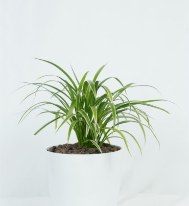 Chlorophytum_comosum_4